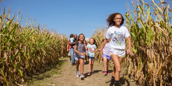 Children and adults happily walking through a cornfield on a sunny day.