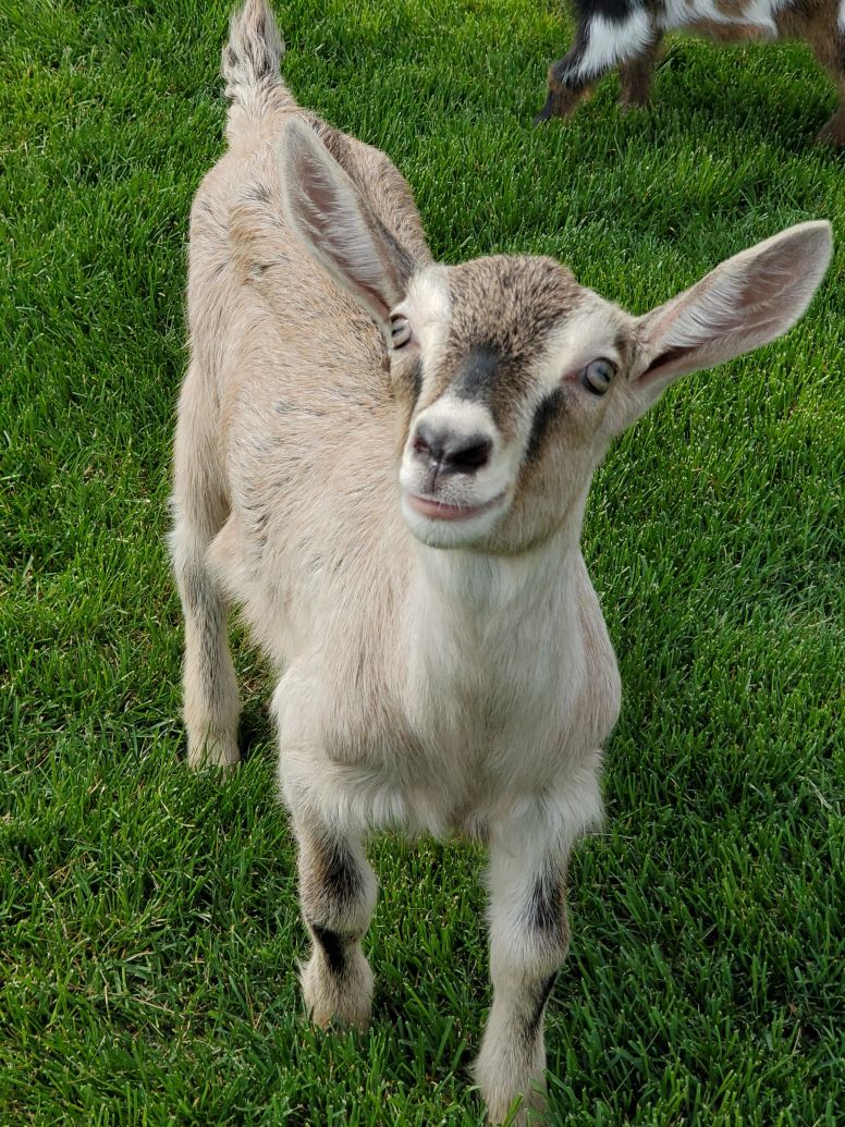 Kelsay Farms