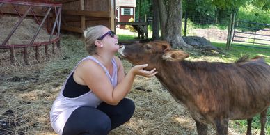 Mini cow licking the face of a woman.