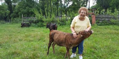 Mini cow with a woman in a grassy pasture.