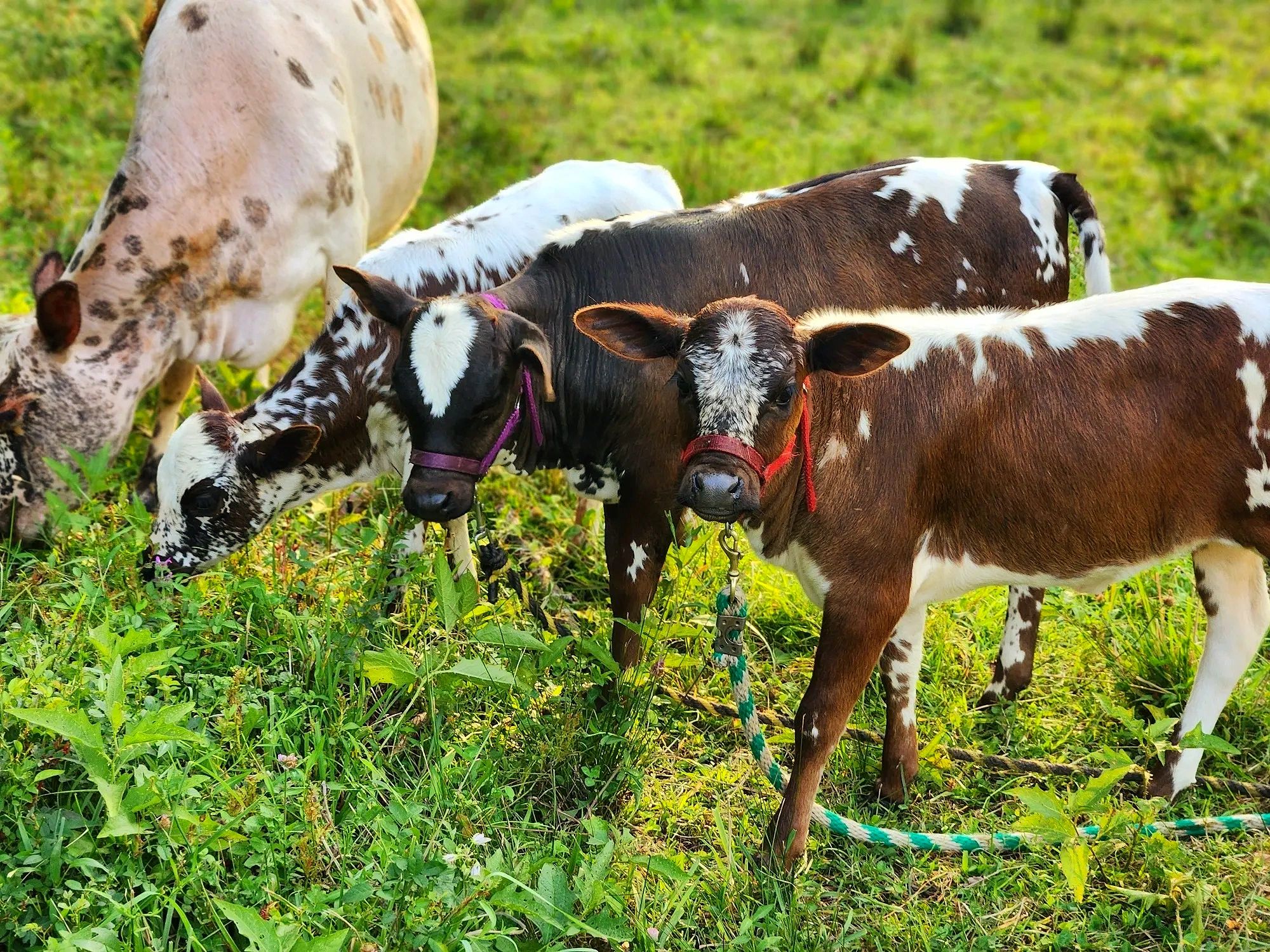 littlefriendsfarm.com