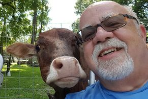 Mini cow with man.