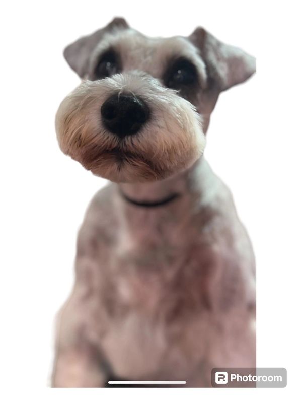 Canine Couture Cannock Dog Grooming, Calm 11 Environment