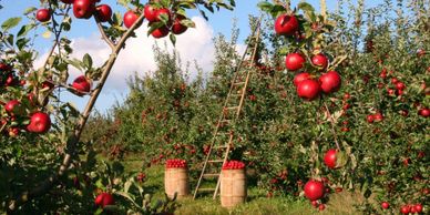 Äpfel an Obstbaum