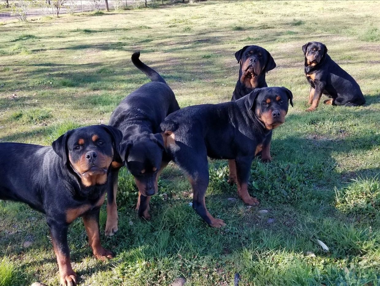 Rottweilers