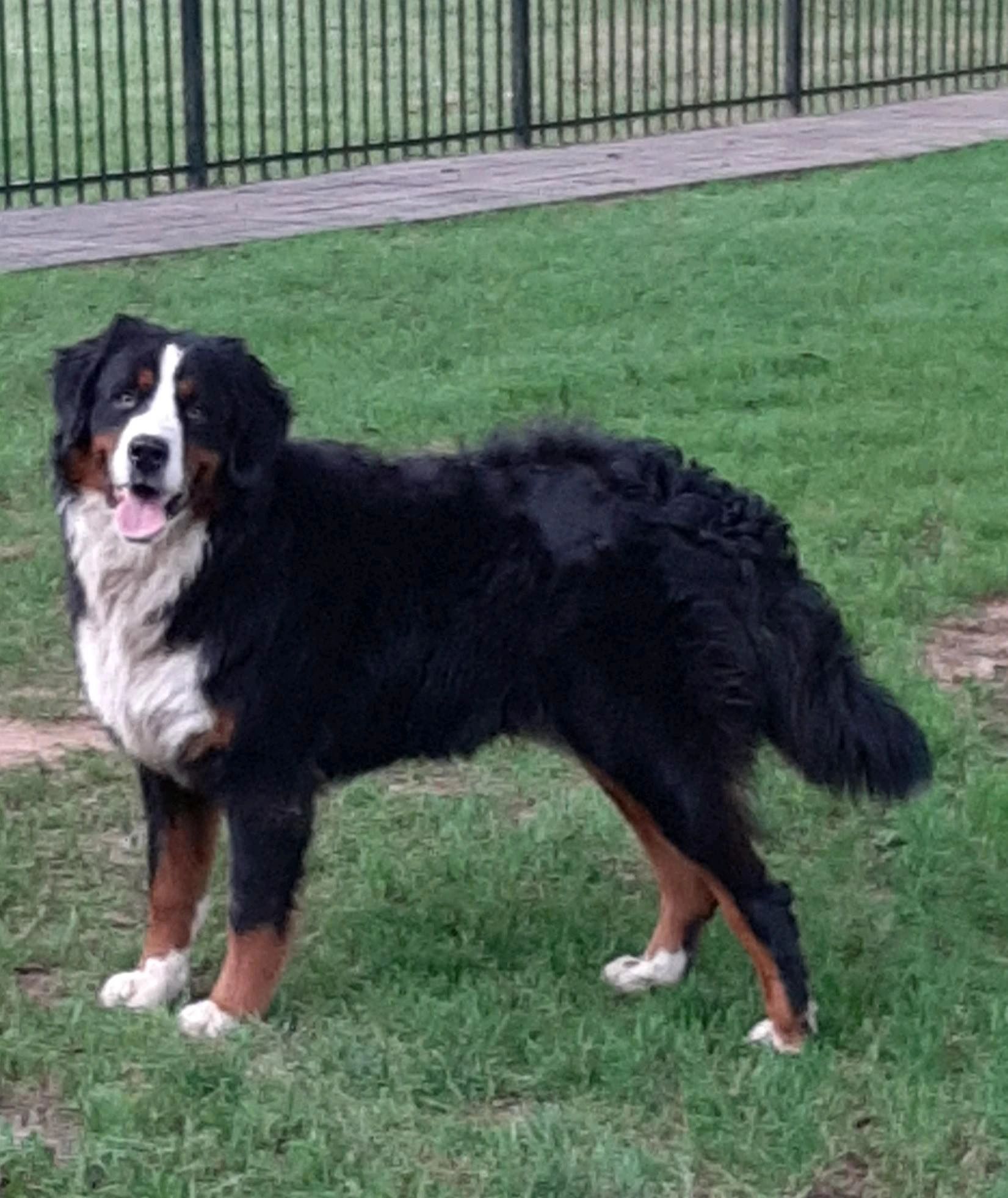 Willow Pond Bernese Mountain Dogs