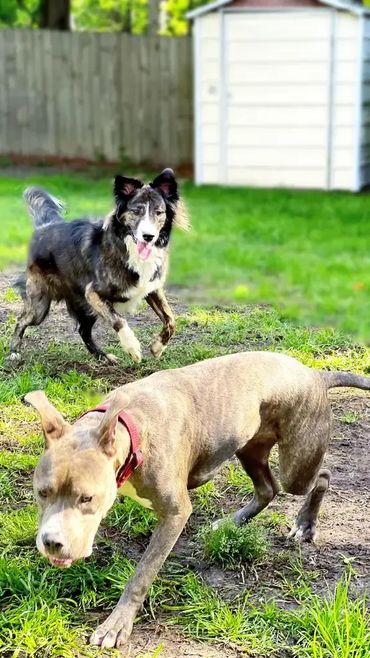 Doggie Daycare