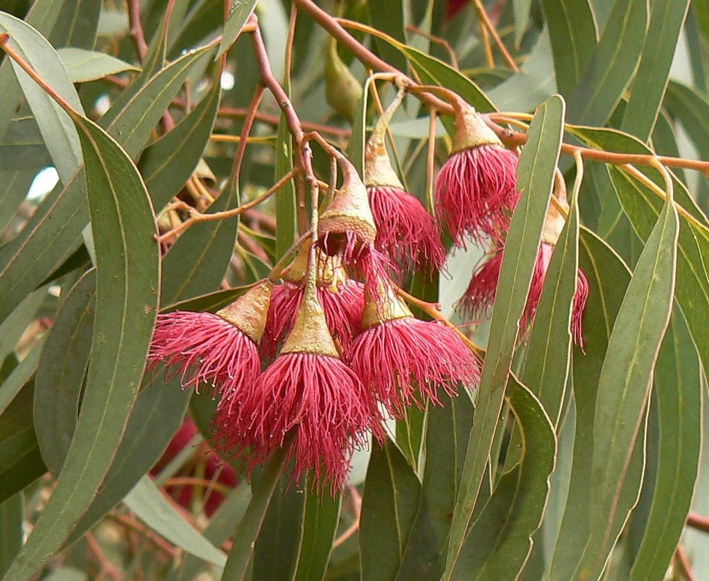 Leucoxylon Rosea

