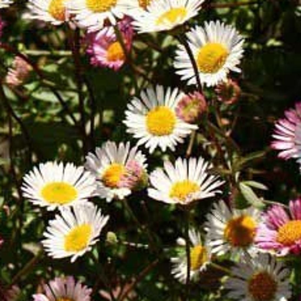 Erigeron (Seaside Daisy) 140mm