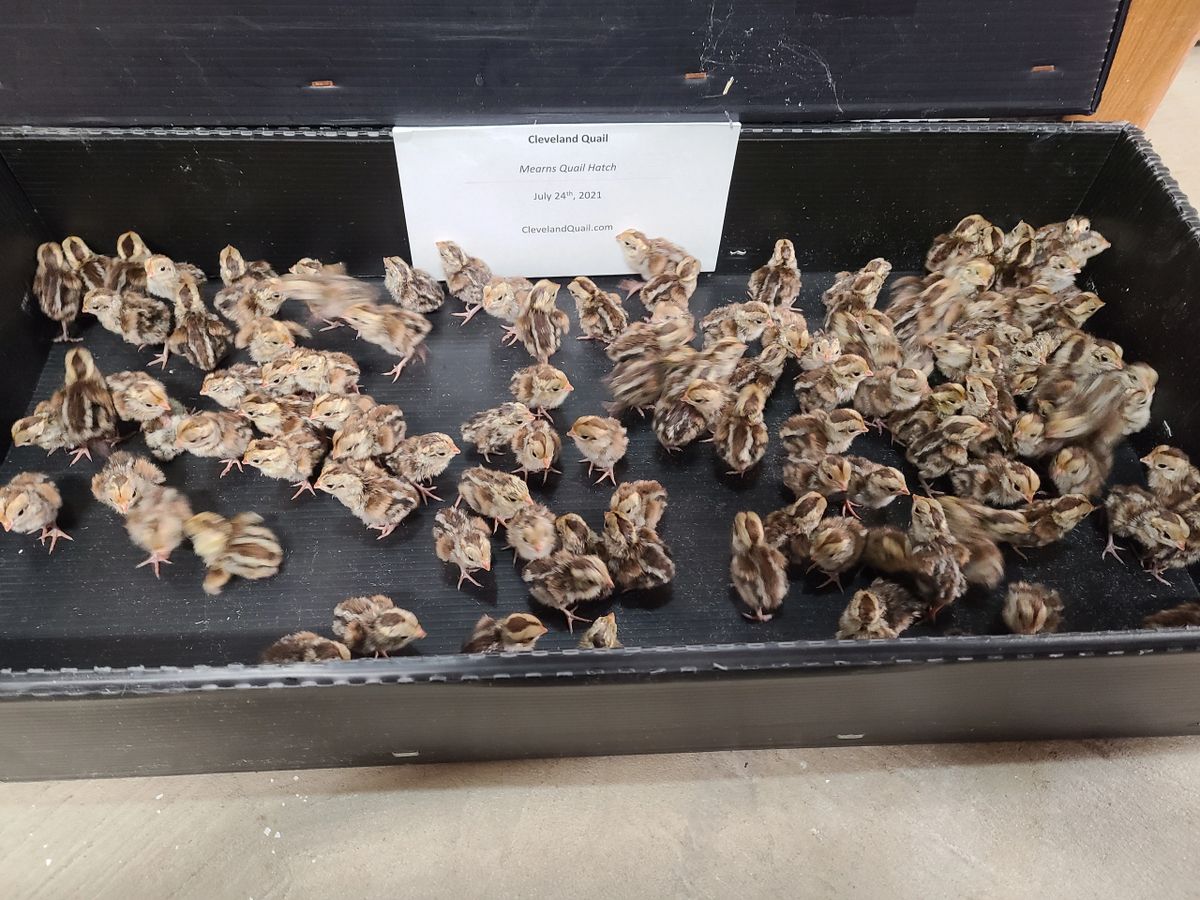 Mearns Quail Hatching Eggs