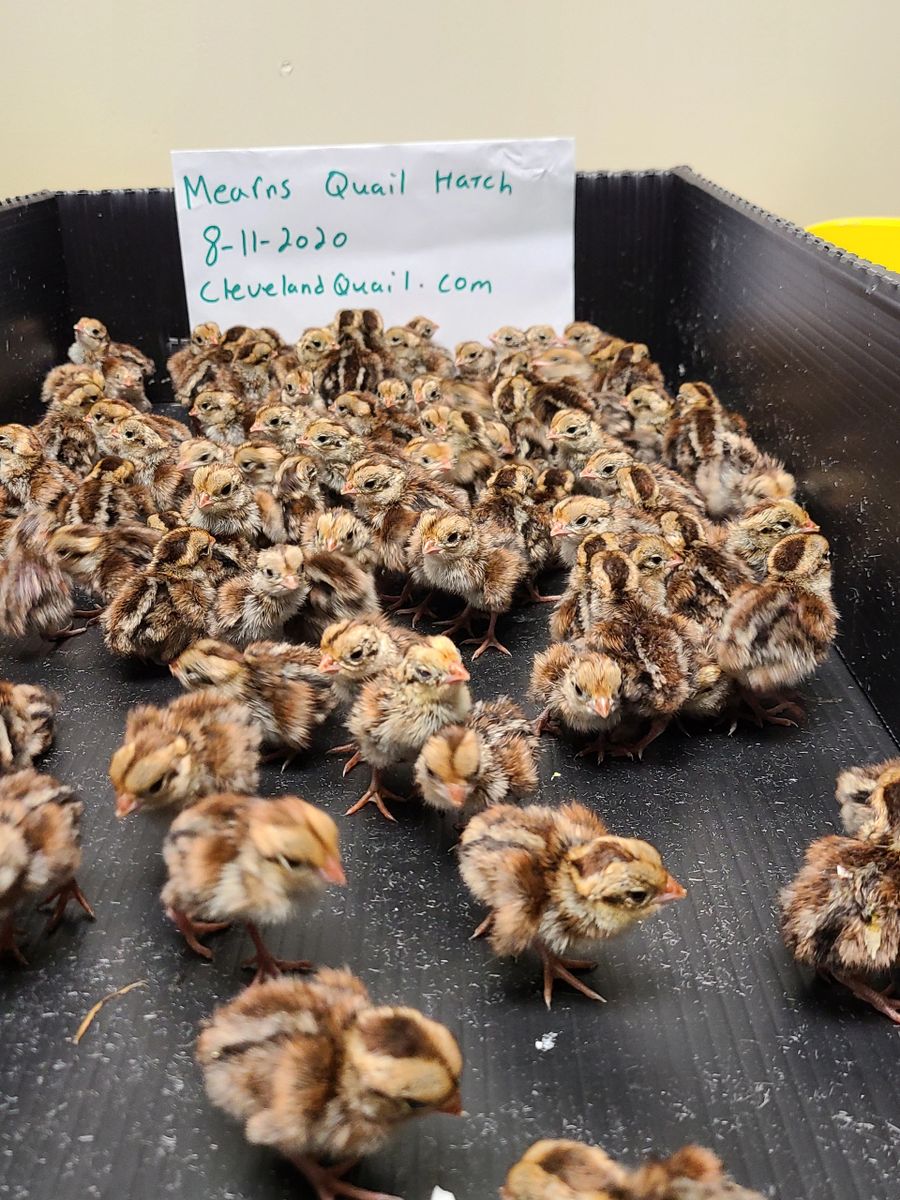 Mearns Quail Hatching Eggs
