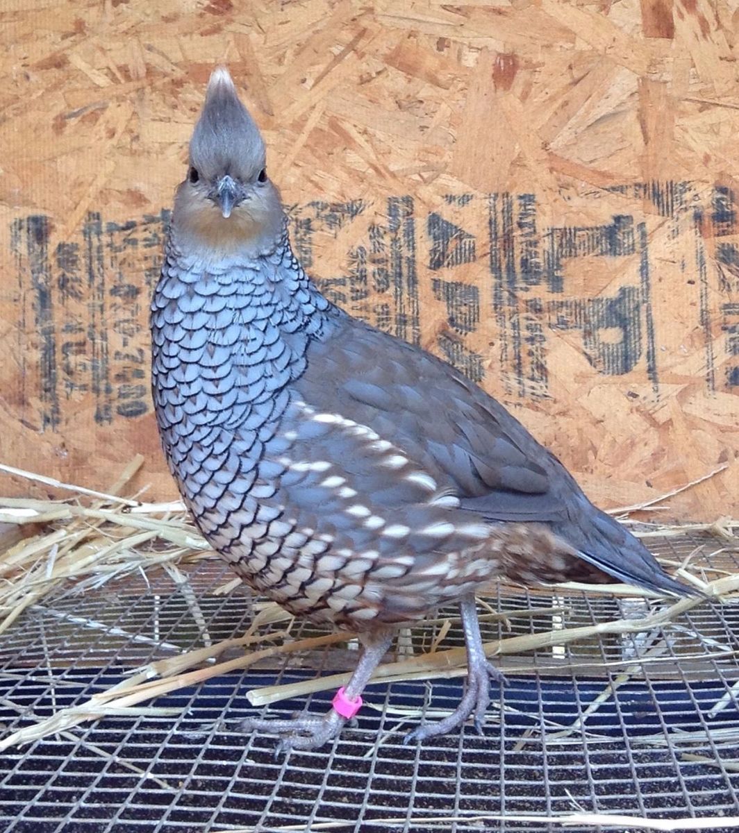 Blue scale quail pairs