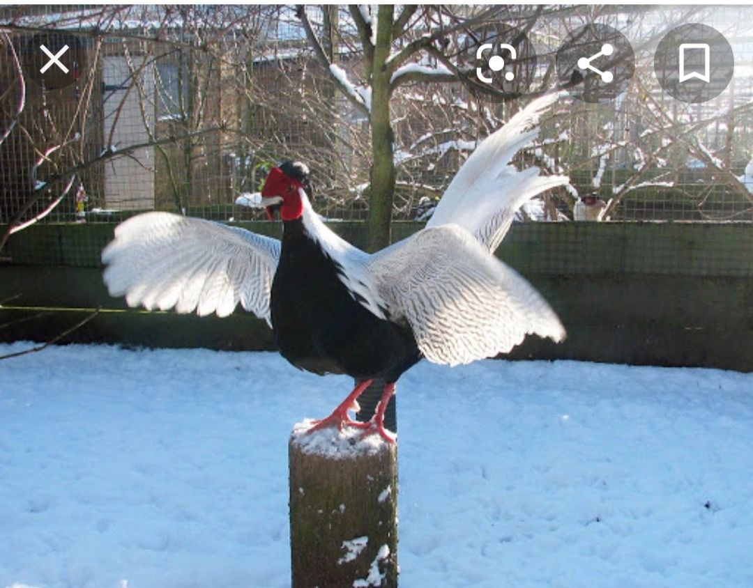 Silver pheasant hatching eggs