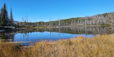 Calm lake surrounded by trees and dry grass under a clear blue sky.