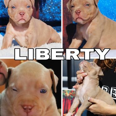 Liberty 

Lilac Tri Female 