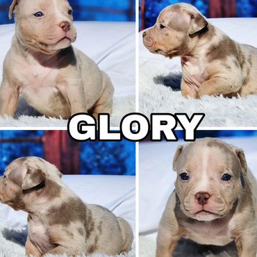 Glory

Lilac Tri Merle Female 