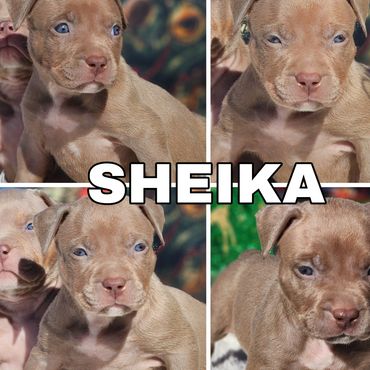 Sheika

Lilac Tri Female 