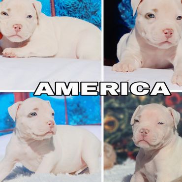 America 

Lilac Tri Female (possible Merle)