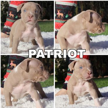 Patriot

Lilac Tri Male
