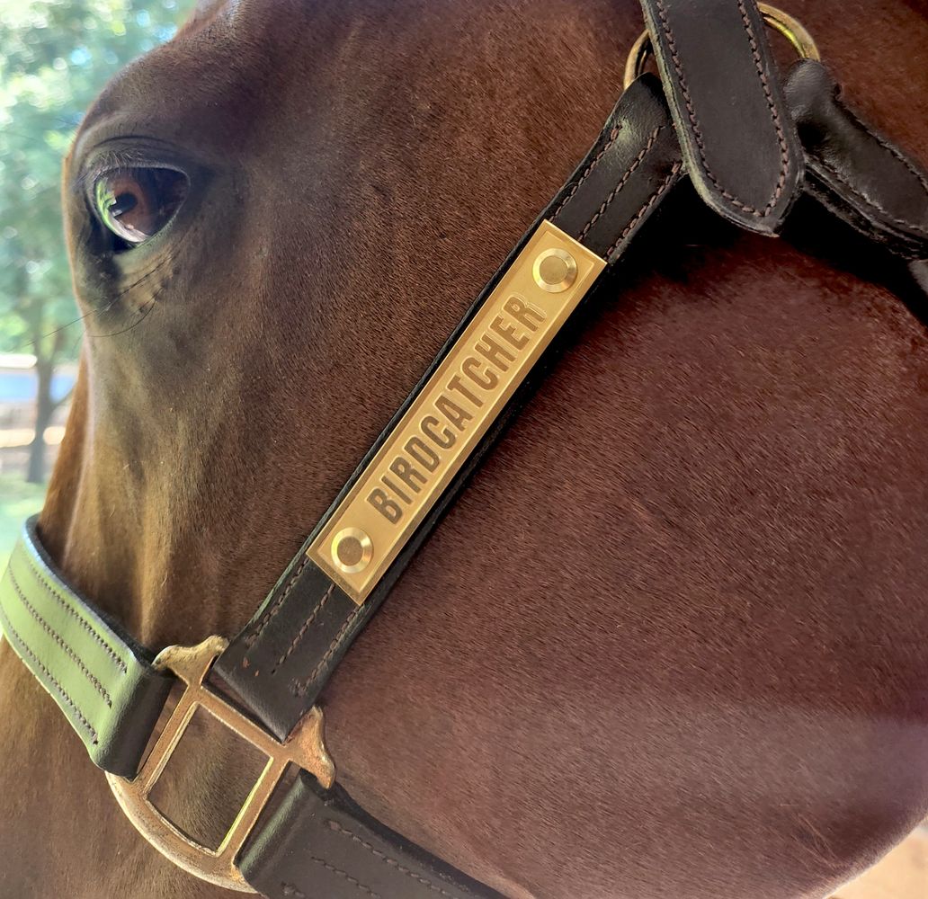 A relief-engraved brass nameplate on a leather horse halter. 