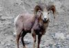 Climb high enough up Mosquito Pass, and you may spot a mountain sheep