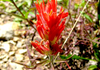 There is nothing more beautiful than Rocky Mountain wild flowers! 