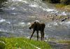 Even more rare--the first documented moose birth in recent Park County history happened right by our river!!
