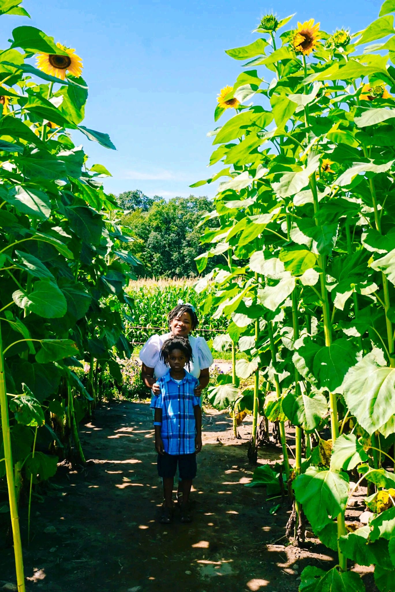 3 Amazing Sunflower 🌻 Fields in CT