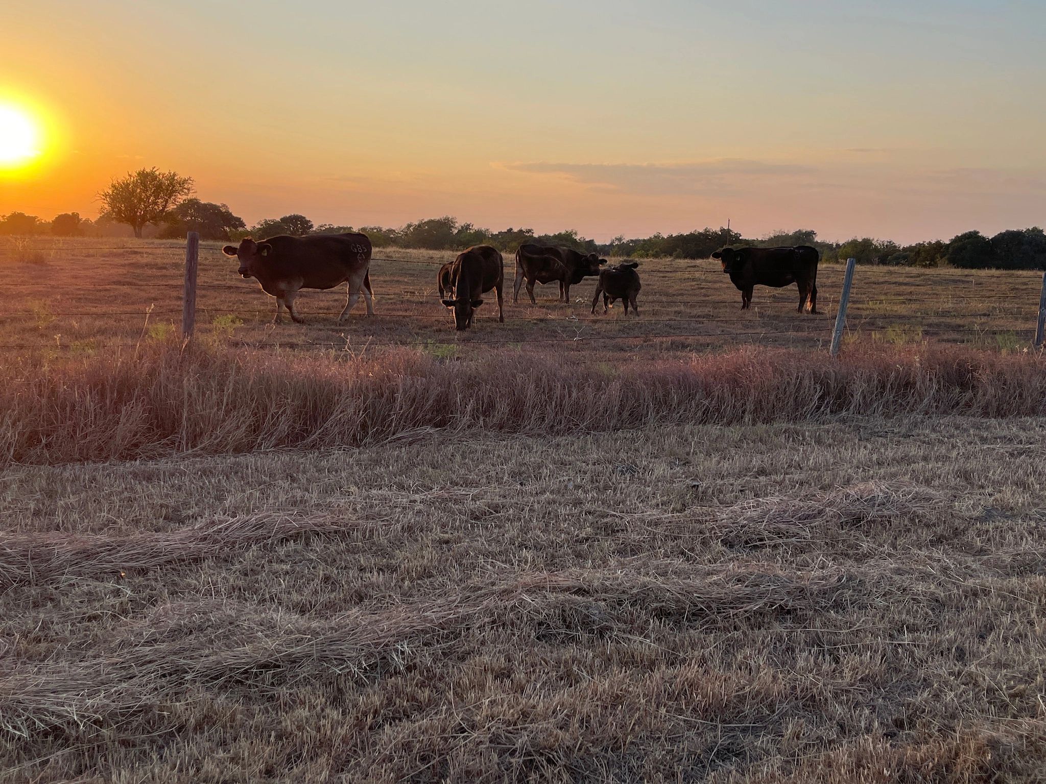 Texcaliber Ranch