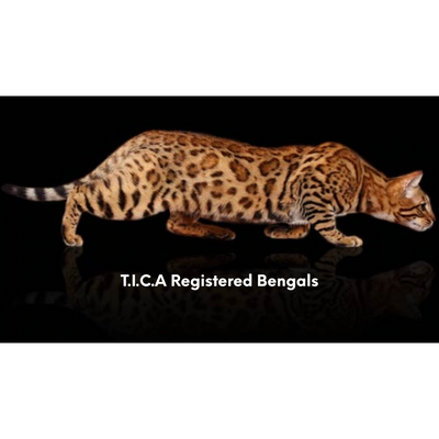 Bengal kittens for sale Jacksonville Florida
