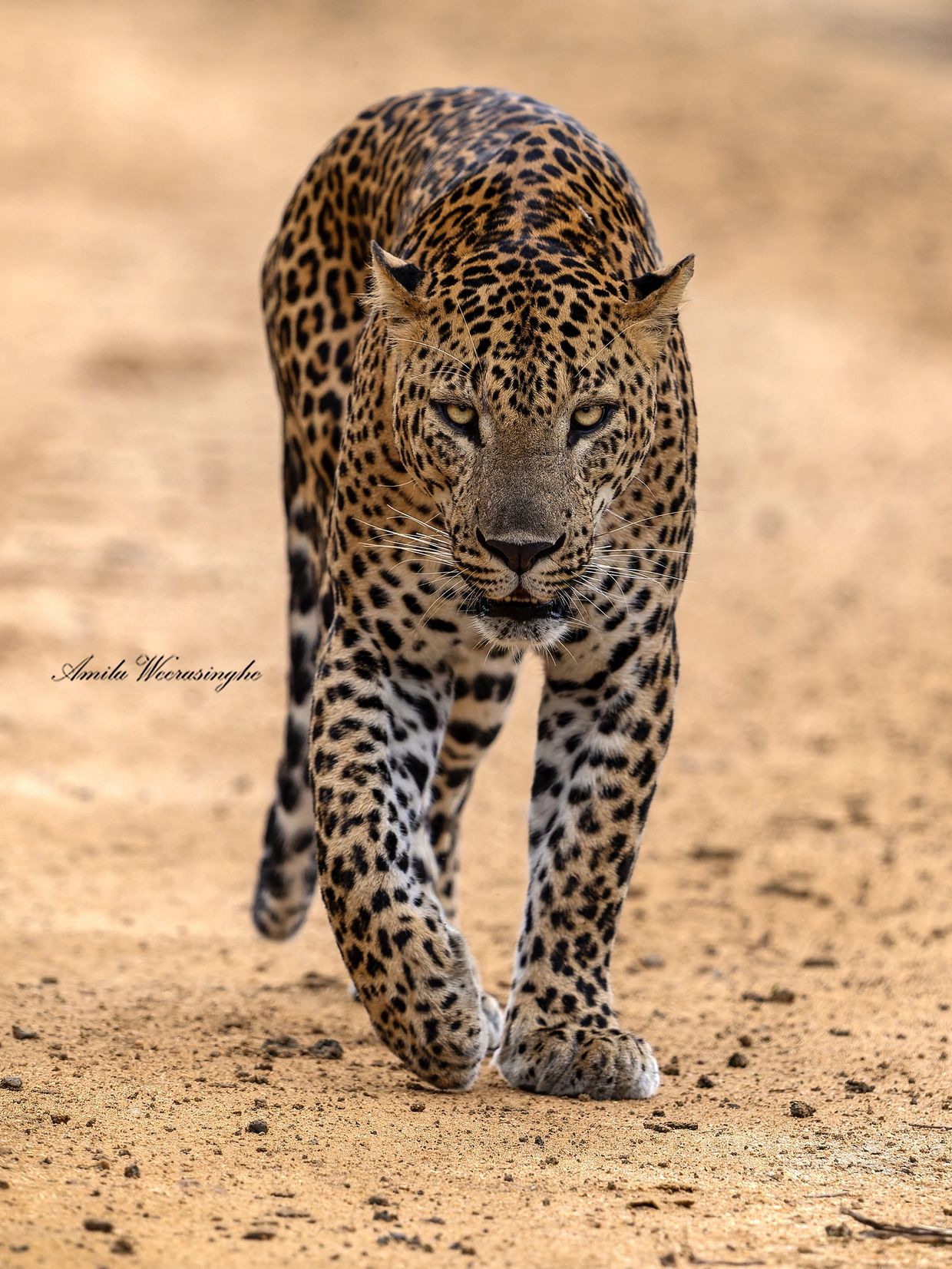 A leopard walking confidently on a sandy path, staring intently ahead.