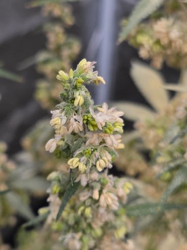 Close-up of a flowering plant with pale yellow blossoms.