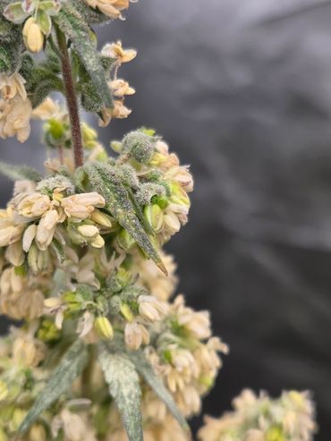 Close-up of small yellow-white flowers with fuzzy leaves.