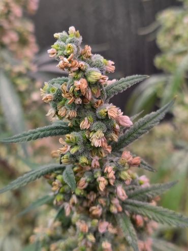 Close-up of a flowering cannabis plant.