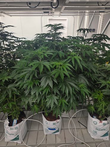 Indoor cannabis plants growing in pots with irrigation.
