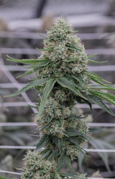 Close-up of a blooming cannabis plant bud.