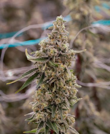 Close-up of a mature cannabis bud on the plant.