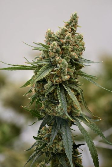 Close-up of a mature cannabis plant bud.