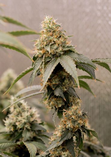Close-up of a flowering cannabis plant.