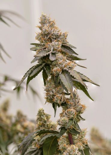Close-up of a cannabis plant bud.