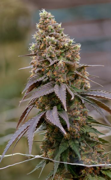 Close-up of a cannabis plant bud.