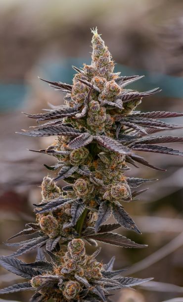 Close-up of a flowering cannabis plant.