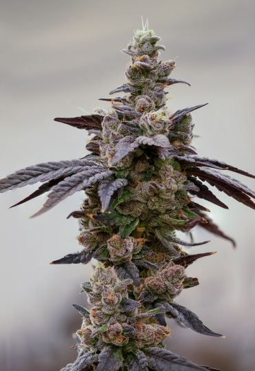 Close-up of a cannabis bud with purple leaves.