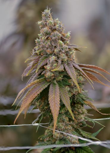 A mature cannabis bud covered in trichomes.