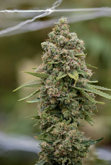 Close-up of a flowering cannabis bud.