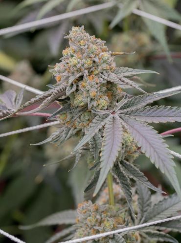 Close-up of a cannabis bud on a plant.
