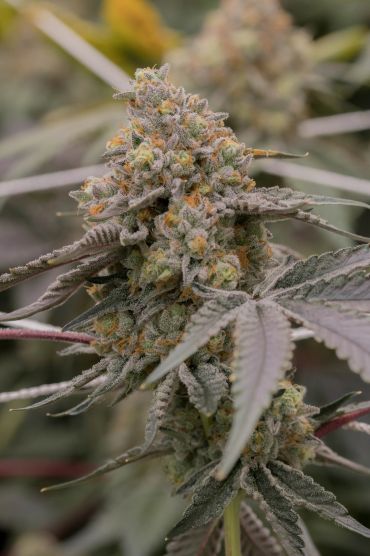 Close-up of a flowering cannabis plant.
