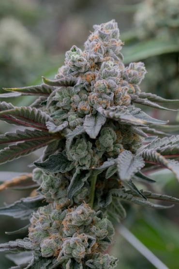 Close-up of a cannabis bud with trichomes and leaves.
