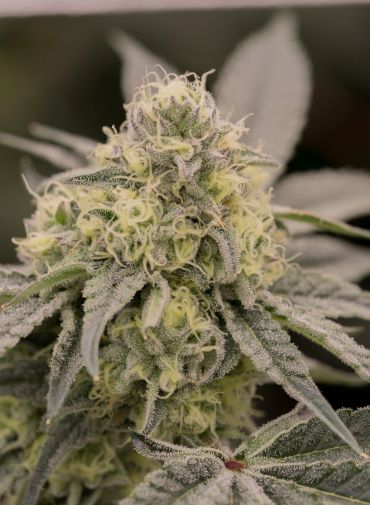 Close-up of a cannabis bud covered in trichomes and pistils.