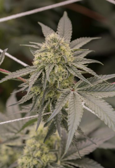 Close-up of a cannabis plant bud.